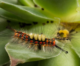 Raupe eines Schlehenspinners(Falter)